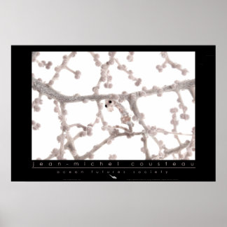 Poster Pygmy Seahorse