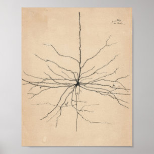 Poster Pyramida Neuron Drawing By Santiago Ramón Y Cajal