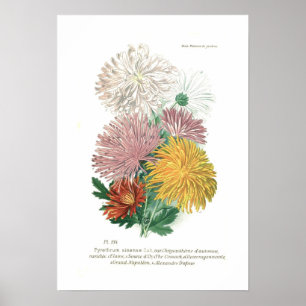 Poster Pyréthrum sinense (Chrysanthème)