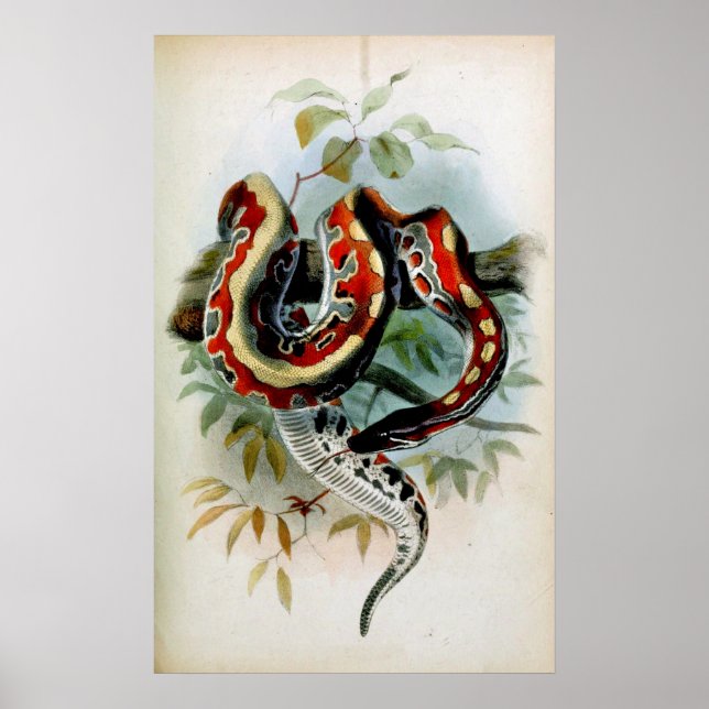 POSTER PYTHON ! (Devant)