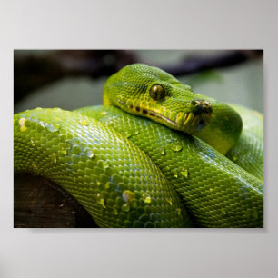 Poster Python à arbre vert