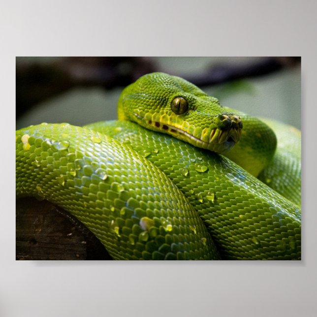 Poster Python à arbre vert (Devant)