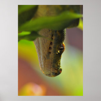 Poster Python à arbre vert