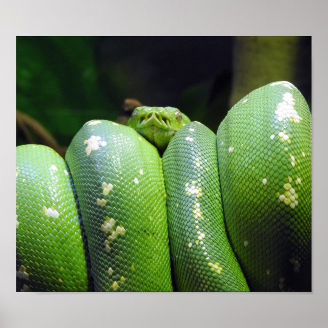 Poster Python à arbre vert (Devant)