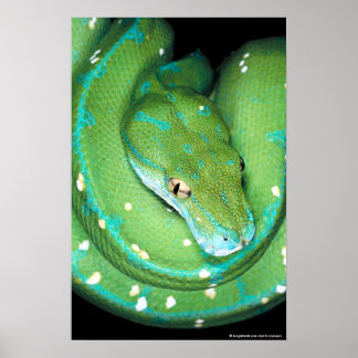 Poster Python à arbre vert