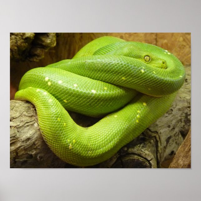 Poster Python à arbre vert (Devant)