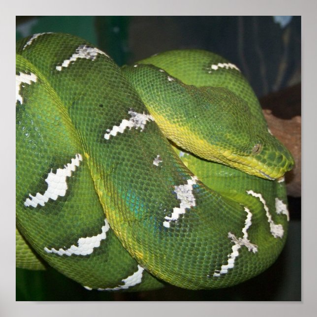 Poster Python à arbre vert (Devant)