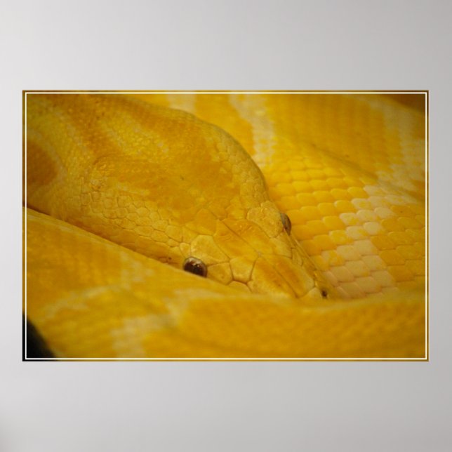 Poster Python birman (Devant)