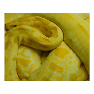 Poster Python birman jaune