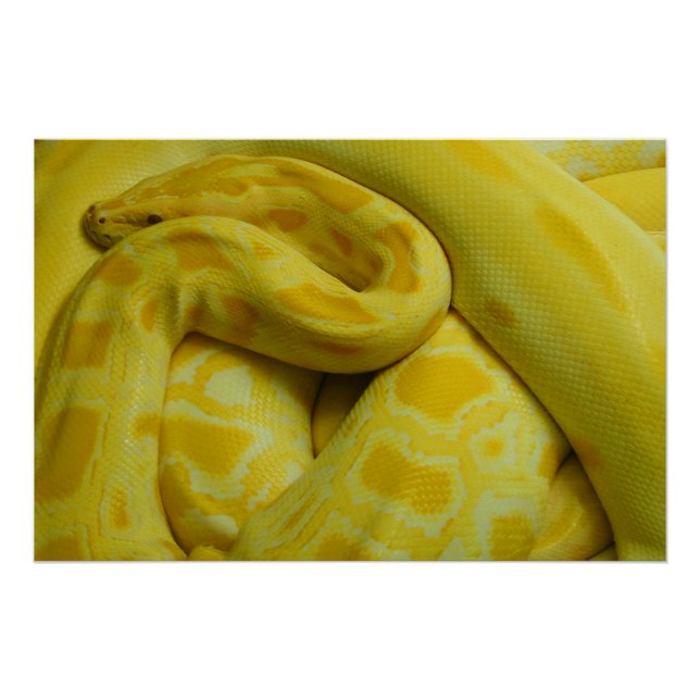 Poster Python birman jaune (Devant)