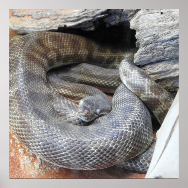 Poster Python de Stimson (Devant)