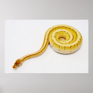 Poster Python jaune lumineux de boule
