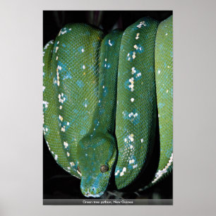 Poster Python vert d'arbre, Nouvelle-Guinée