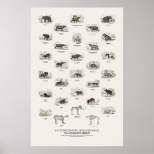 Poster Quadrupèdes à peau épaisse - Bibliothèque du natur