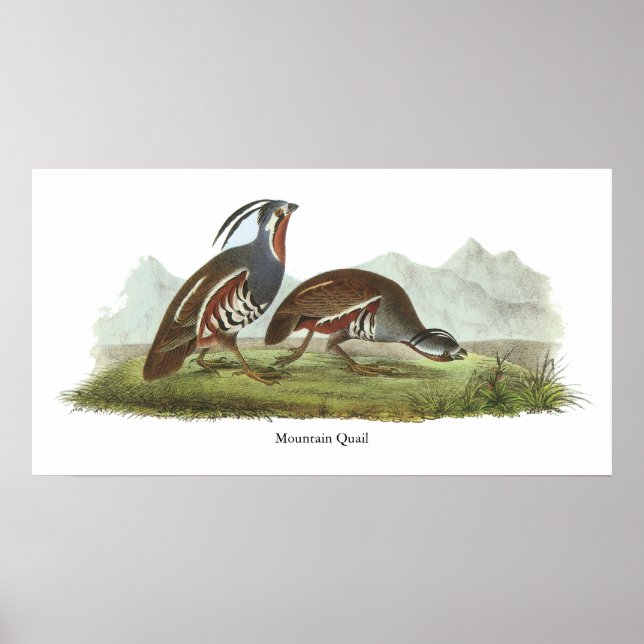 Poster Quail de montagne, John Audubon (Devant)