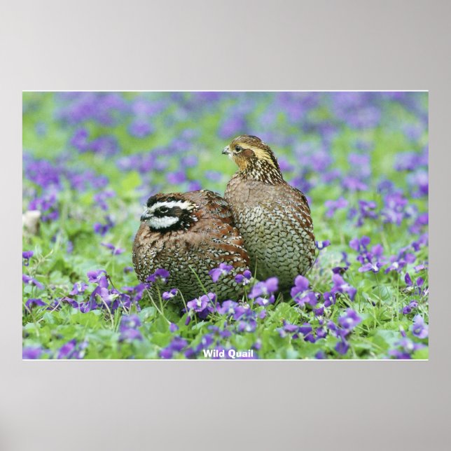 Poster Quail sauvage (Devant)