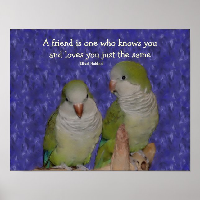 Poster Quaker Parrot Amitié paire (Devant)