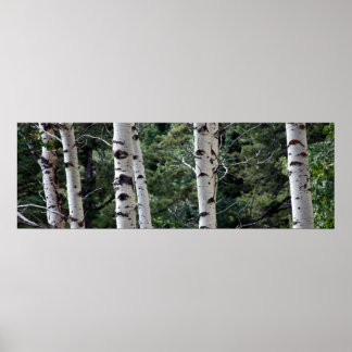 Poster Quaking Aspen, Grand Teton National Park