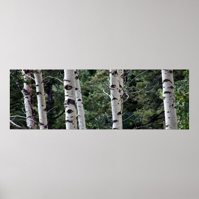 Poster Quaking Aspen, Grand Teton National Park (Devant)