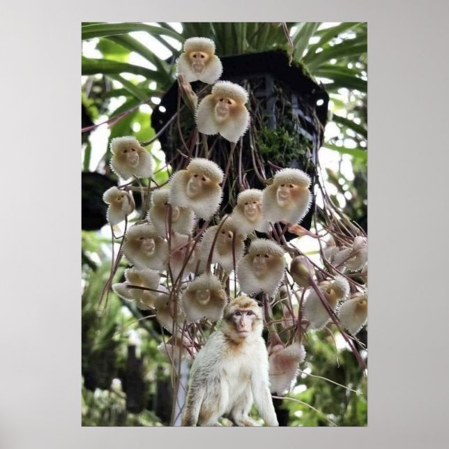 Poster Quand la nature copie la nature. (Devant)