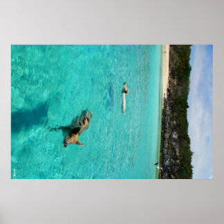 Poster Quand les cochons nagent