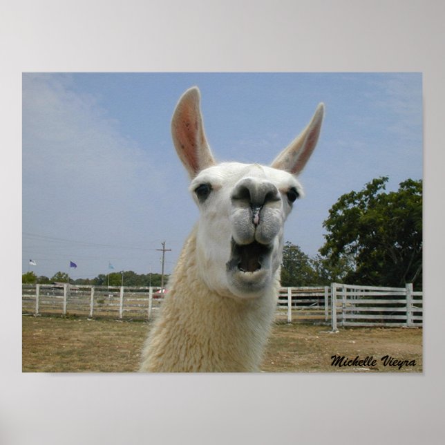 Poster Quand les lamas attaquent (Devant)