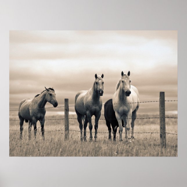 Poster Quart De Chevaux Sur Les Prairies Canadiennes (Devant)