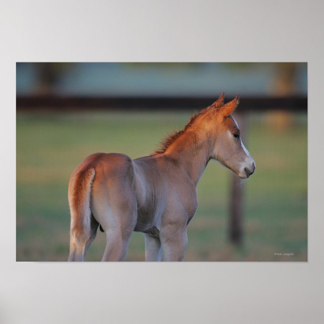 Poster Quart Horse Foin (Devant)