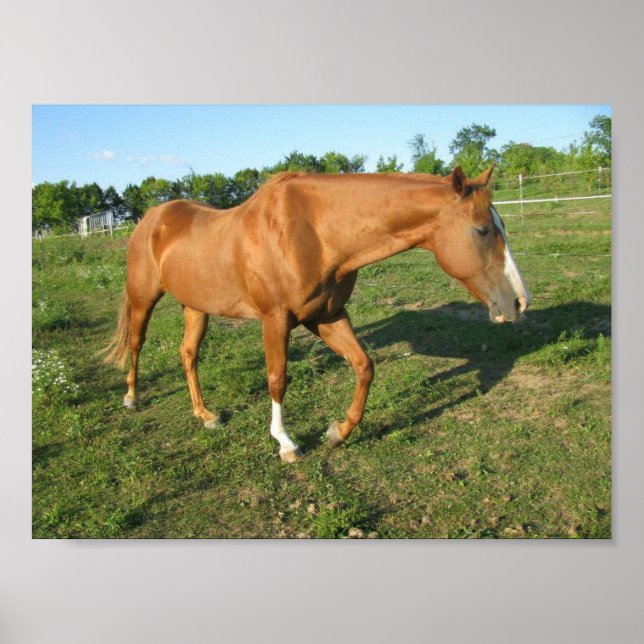 Poster Quart Horse Gelding (Devant)