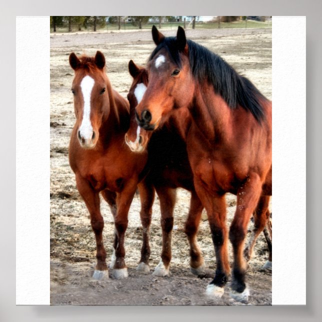 Poster Quarter Horse Art (Devant)