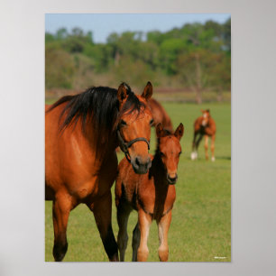 Poster Quartier Cheval Mare et poulain debout