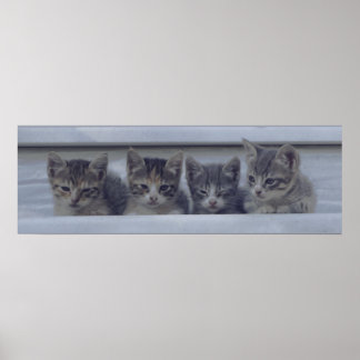 Poster Quatre chatons endormis dans une rangée
