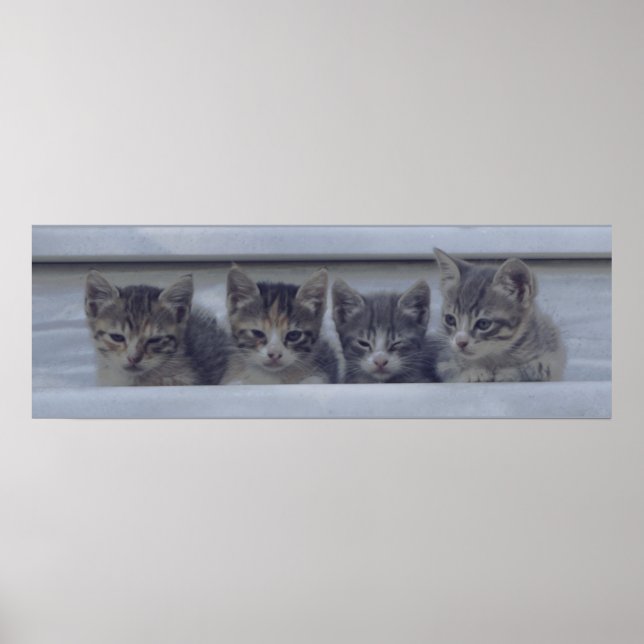 Poster Quatre chatons endormis dans une rangée (Devant)