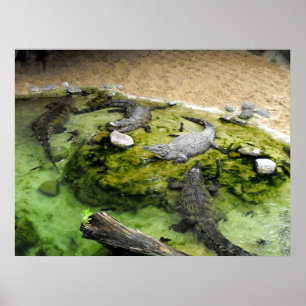 Poster Quatre crocodiles