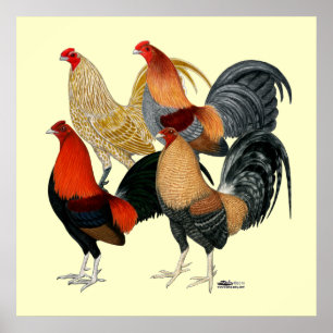 Poster Quatre gamecocks