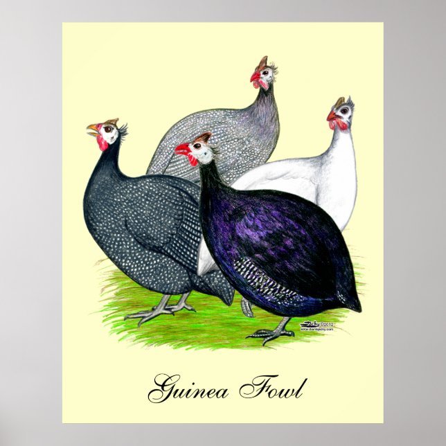 Poster Quatre Guineas (Devant)