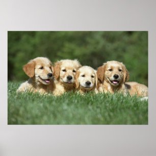 Poster Quatre mignons chiots de repérage d'or