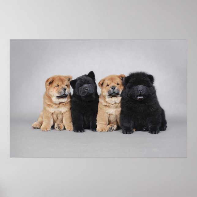 Poster Quatre petits chiots de Chow (Devant)