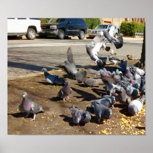 Poster Quatre pigeons atterrissent dans une rangée