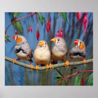 Poster quatre pinsons zèbres assis côte à côte sur une br