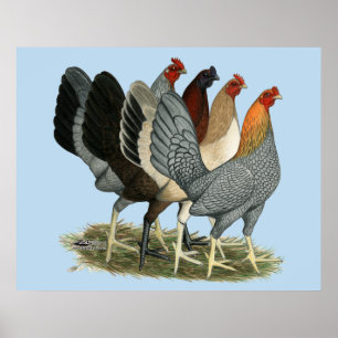 Poster Quatre poules de Gamefowl