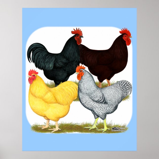 Poster Quatuor de poulet à coq lourd (Devant)