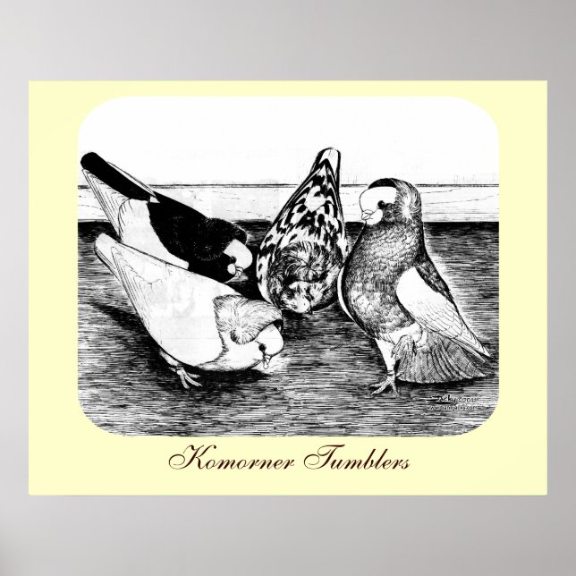 Poster Quatuor Komorner Tumbler (Devant)