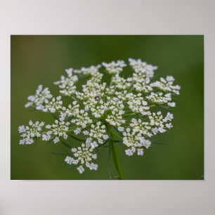 Poster Queen Anne's Lace