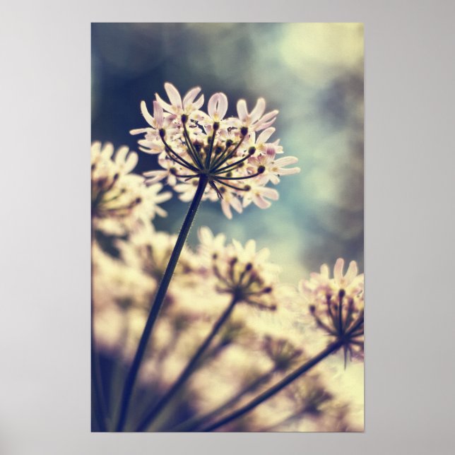 Poster Queen Annes Lace flowers (Devant)