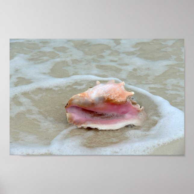 Poster Queen Conch dans le Surf, Bahamas (Devant)
