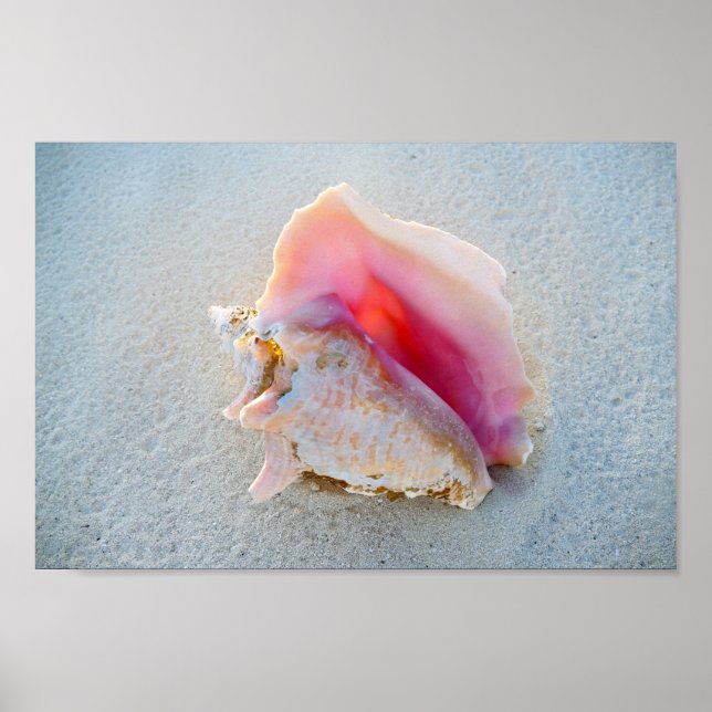 Poster Queen Conch Shell sur Bahamas Beach (Devant)