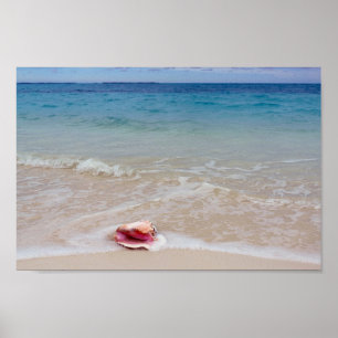 Poster Queen Conch sur la plage, Bahamas