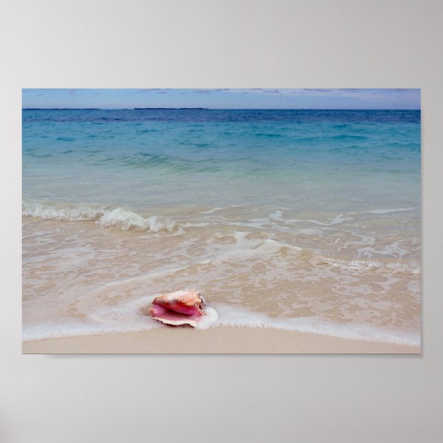 Poster Queen Conch sur la plage, Bahamas (Devant)