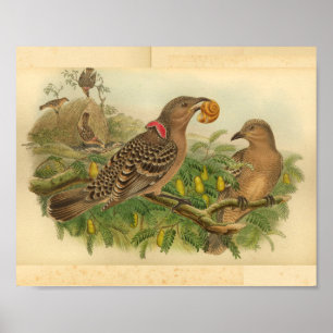 Poster Queensland Bower Bird Brown Rouge Vintage Imprimer
